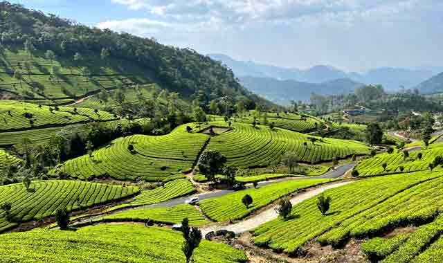 Munnar Tea Garden View